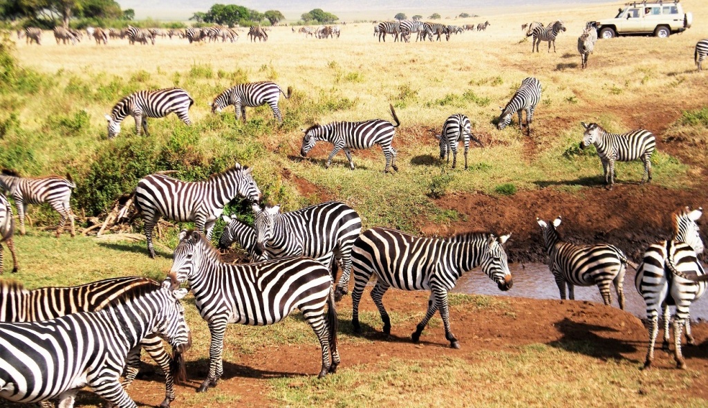 Serengeti National Park Tour Package