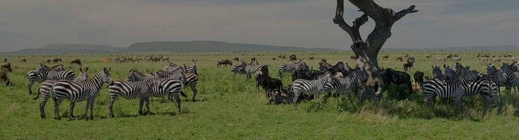 Serengeti National Park Tour Package 
